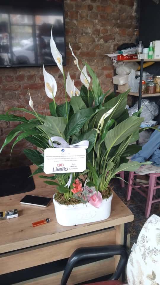 Özel Seramikte İkili Spatifilyum Arajmanı