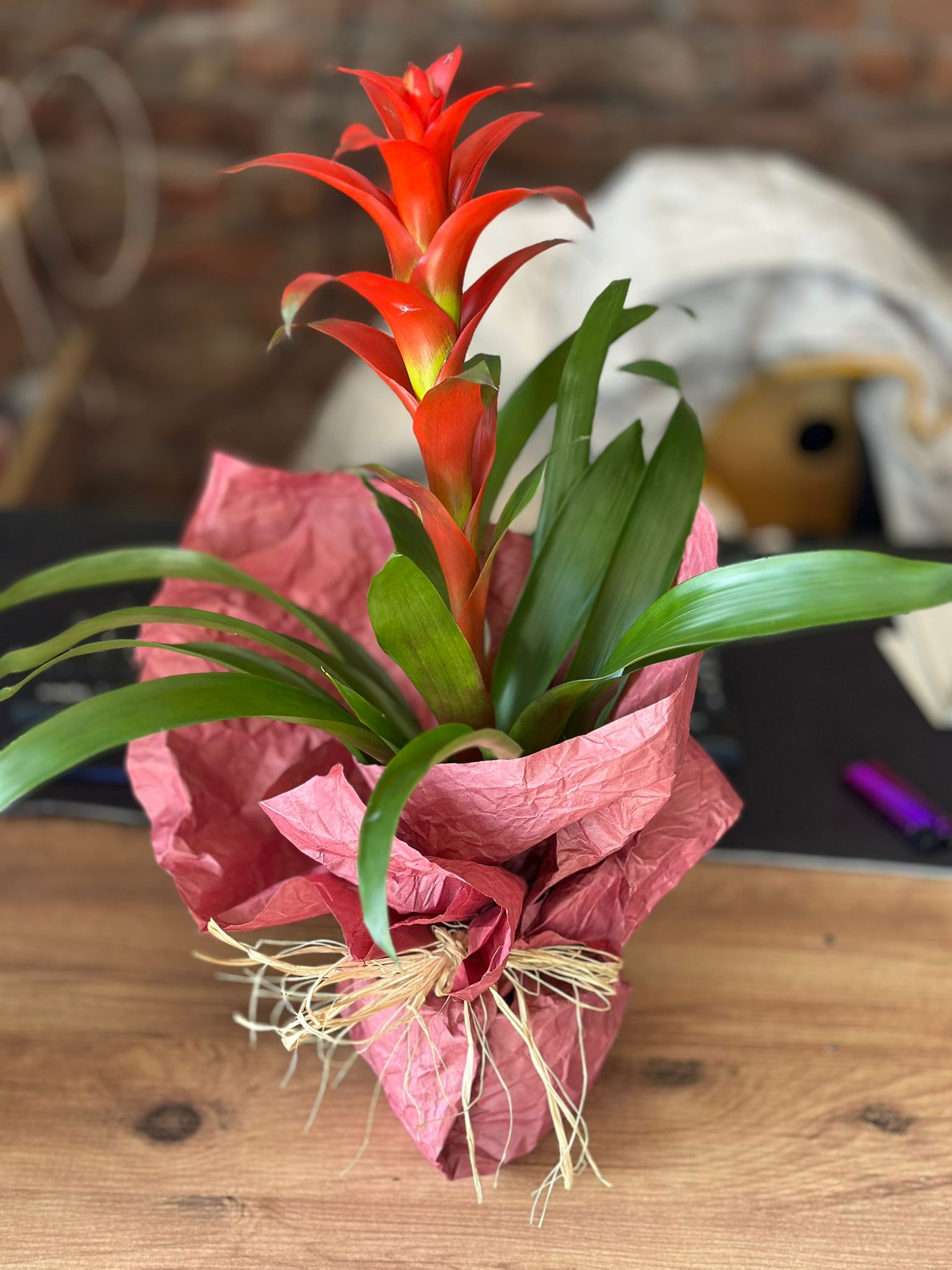 İthal Kırmızı Guzmania