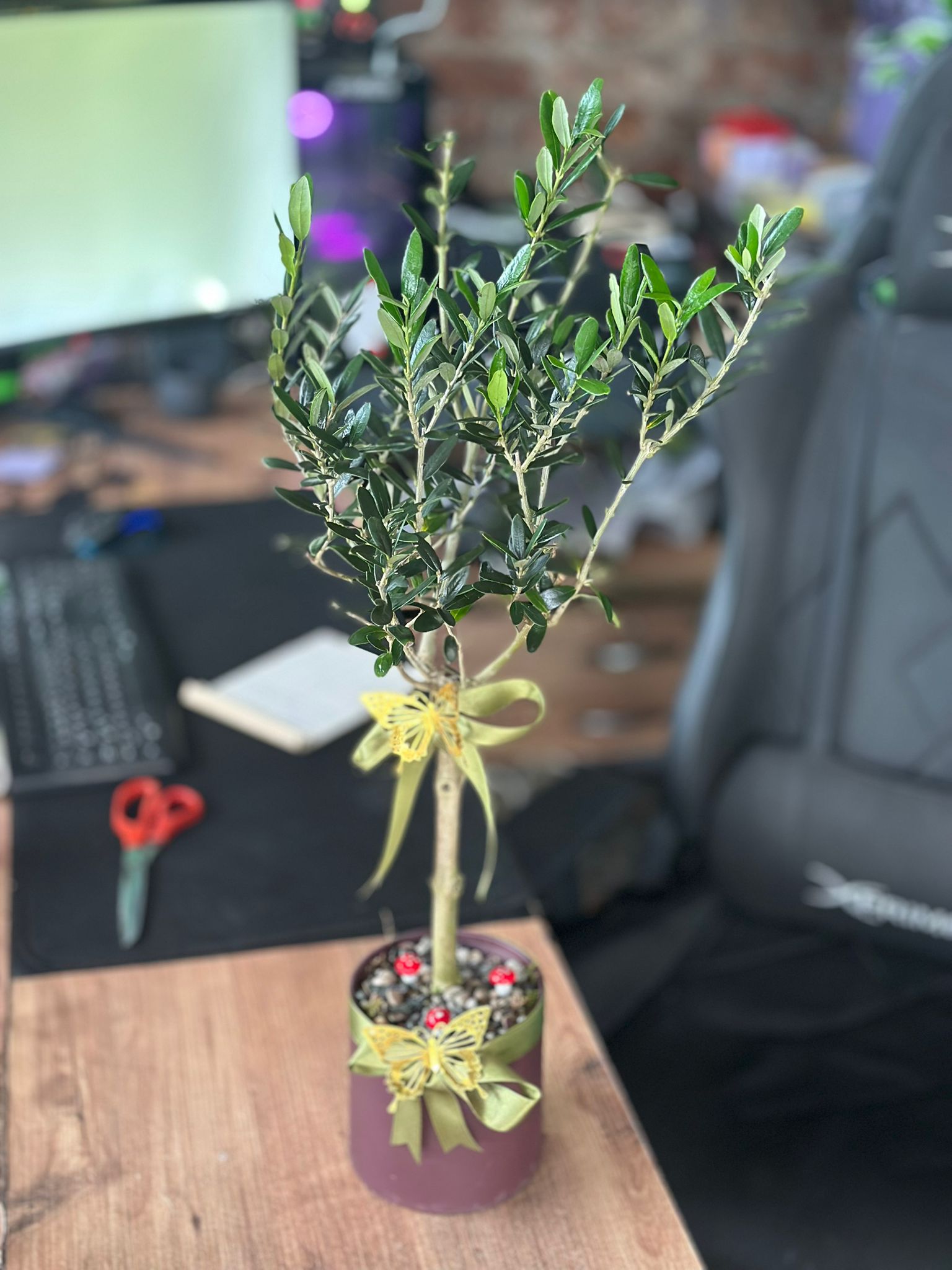 Özel Seramikte Zeytin Dalı Orta Boy