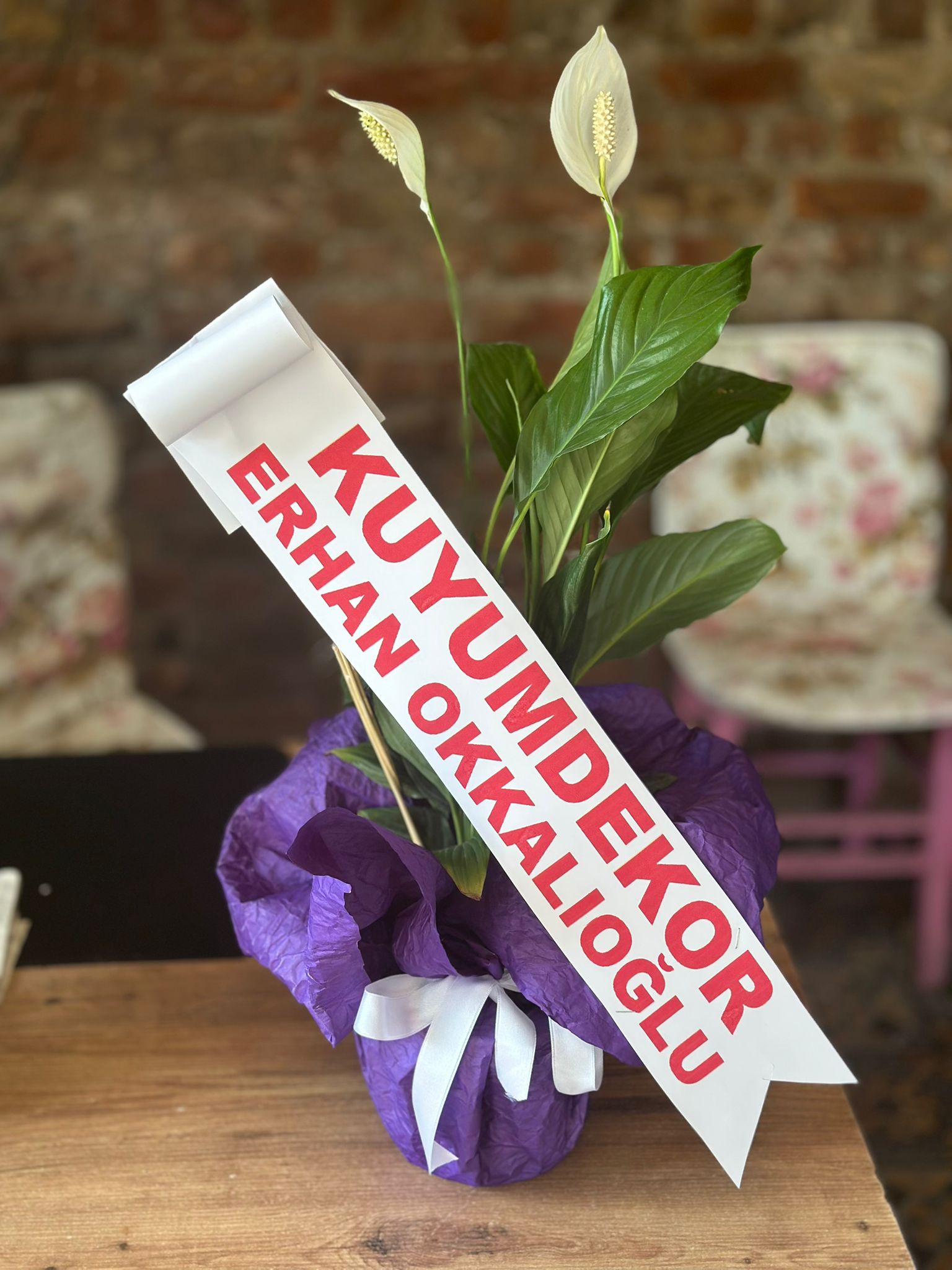 İthal Barış Çiçeği Açılış