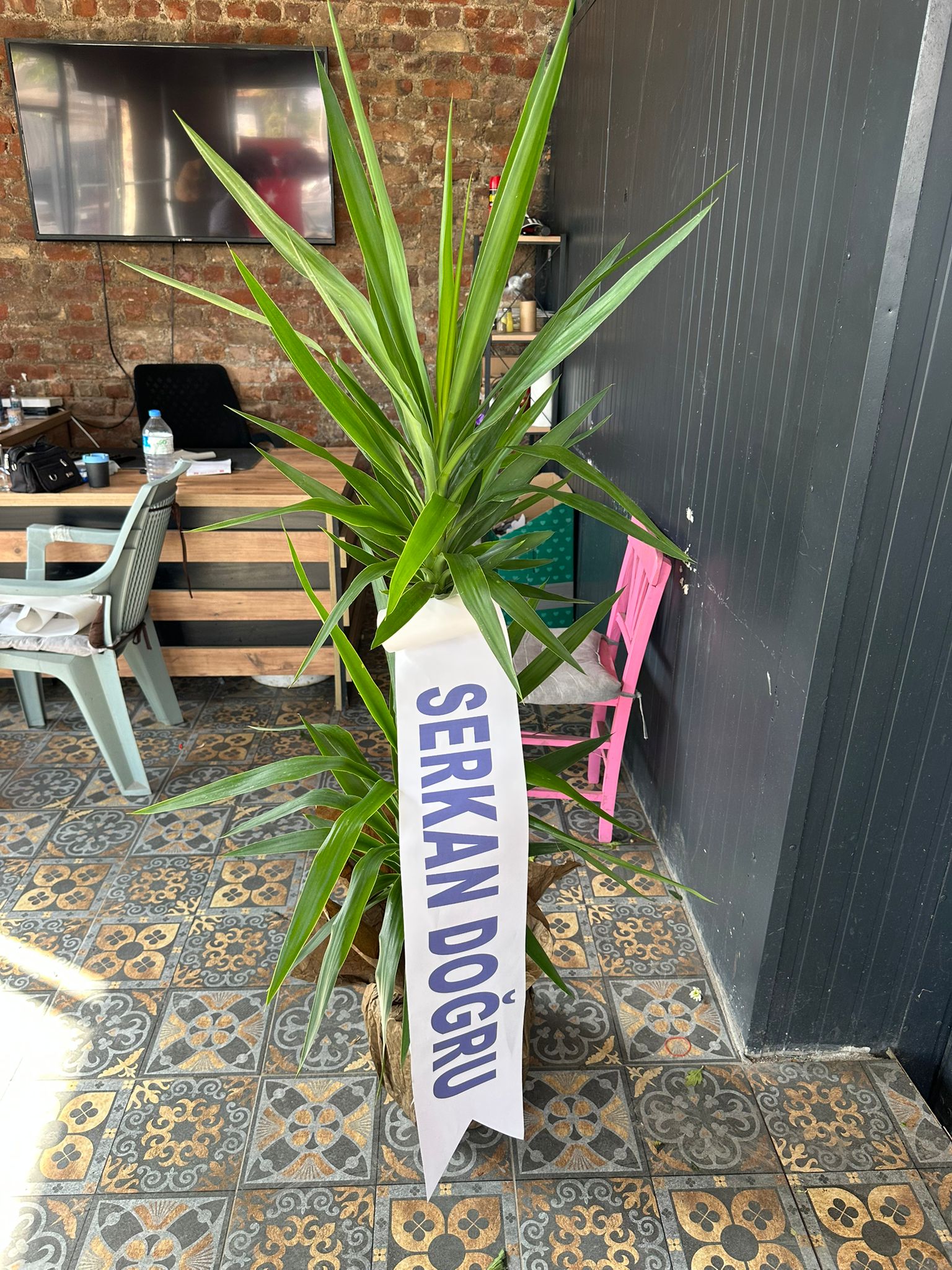 İthal İkili Yucca Açılış