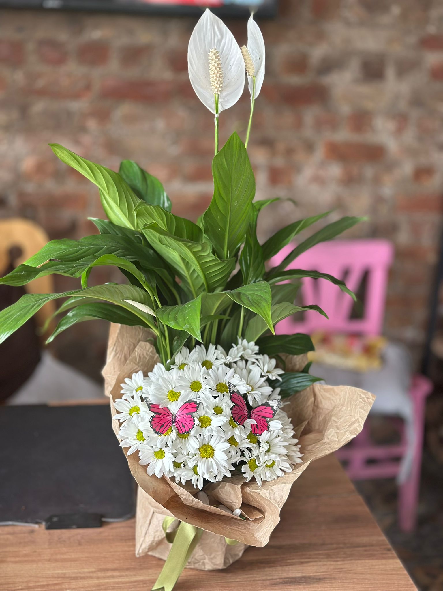 İthal Barış Çiçeği Papatya Arajmanlı