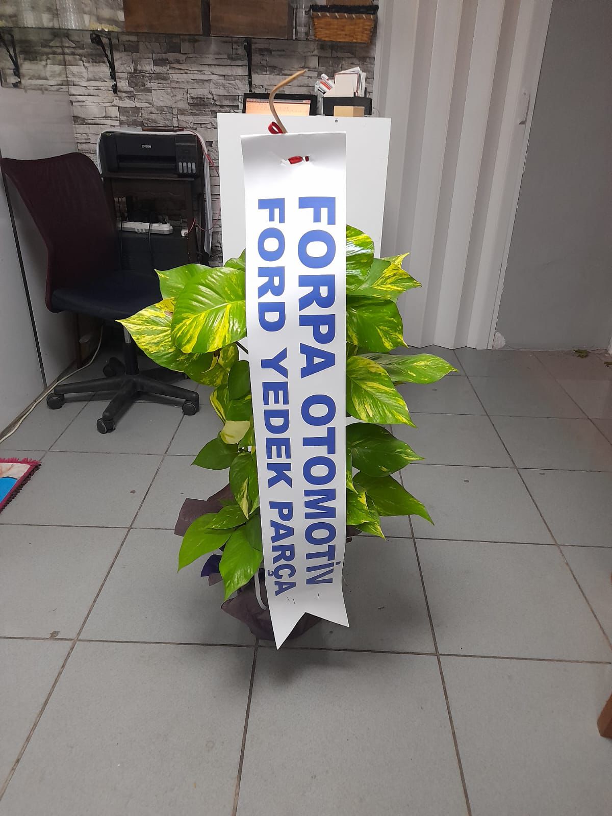 İthal Pathos Sarmaşığı