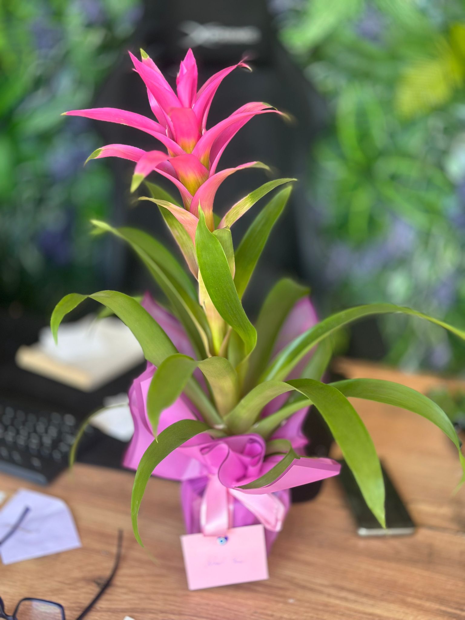 İthal Pembe Guzmania