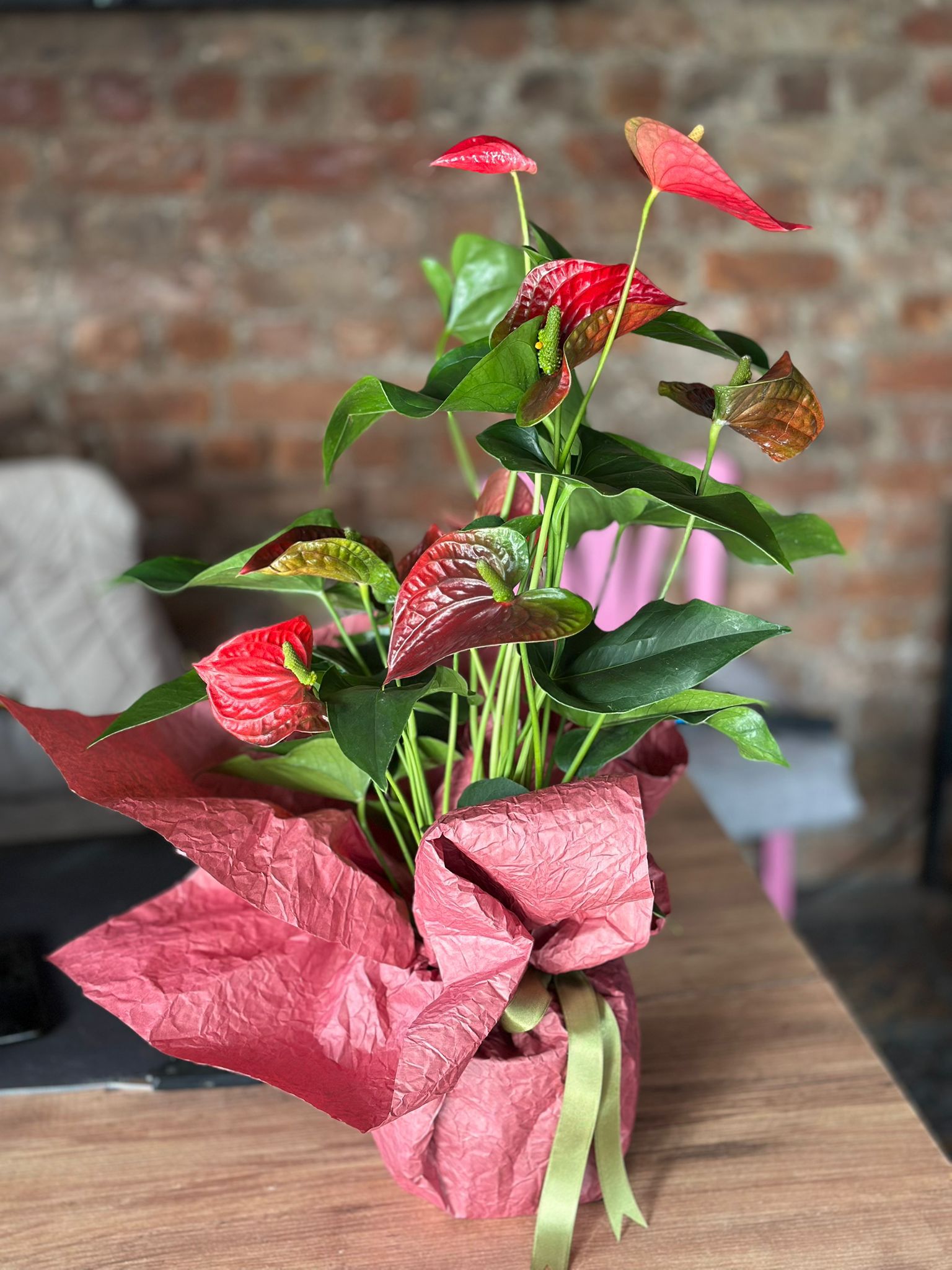 Büyük Boy İthal Antoryum