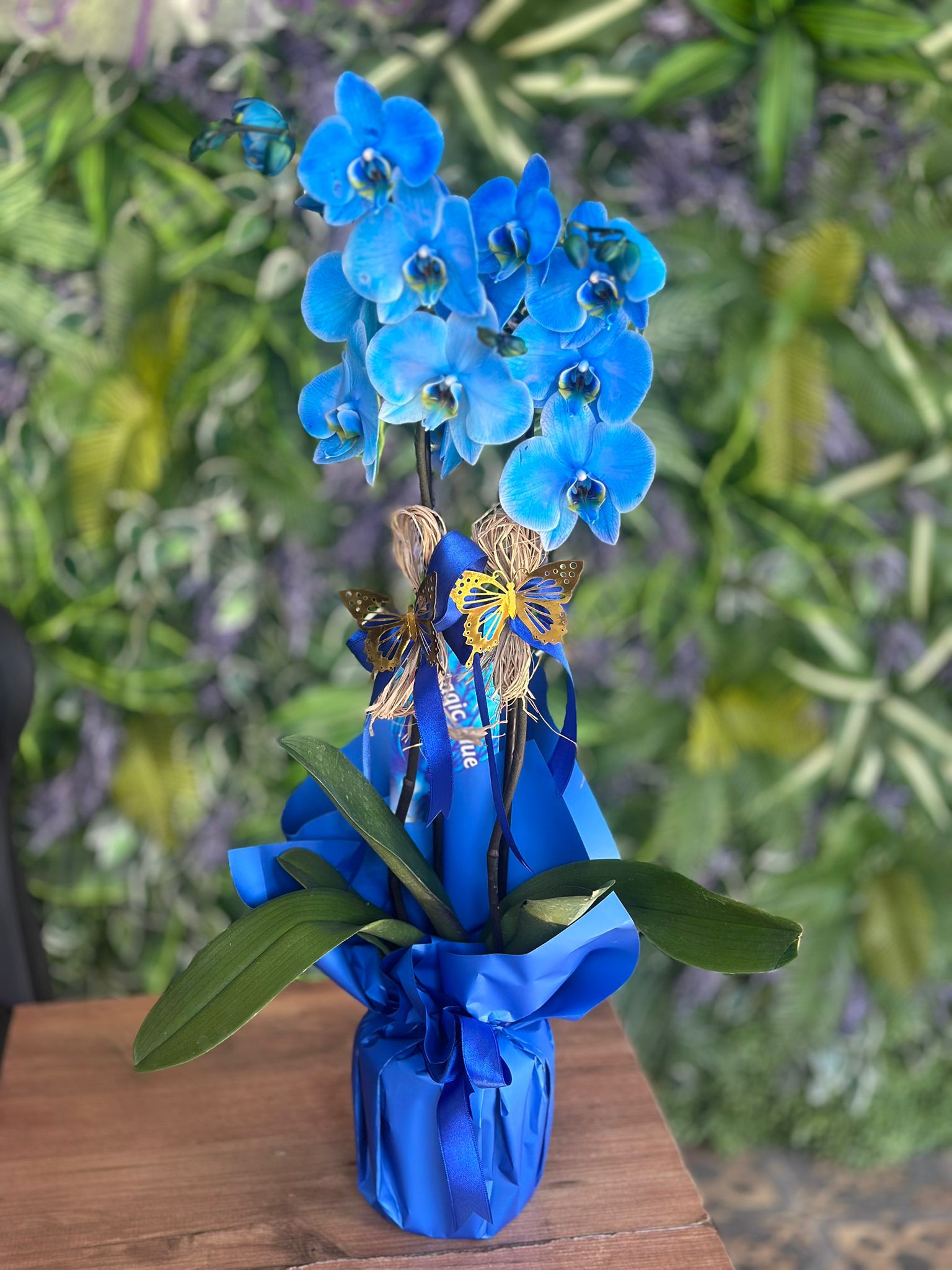 İthal Çift Dal Mavi Orkide